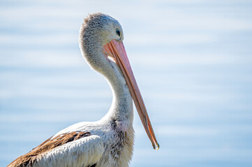  Pelican Long Beak