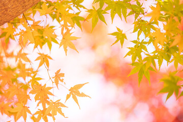 紅葉　もみじ　秋イメージ