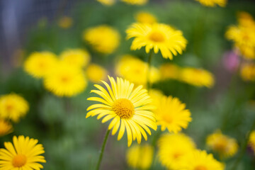 Natural background from plants. Beauty of nature. Natural colors of natural objects.