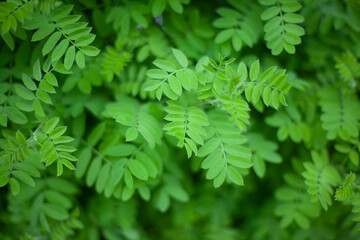 Natural background from plants. Beauty of nature. Natural colors of natural objects.