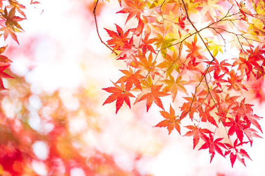 「オータム」の写真素材 7,269件の無料イラスト画像 Adobe Stock