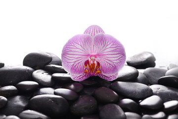 Fototapeta na wymiar spa still life of pink close up with black zen stones and green palm