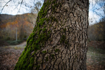 tree with moss on roots in a green forest or moss on tree trunk. Tree bark with green moss.