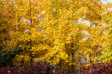Beautiful and colorful autumn collection of Ginkgo leaves and paths in the park