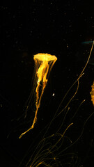 Jellyfish at the night