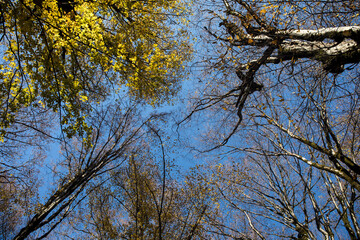Autumn trees in the forest. Top to bottom view.