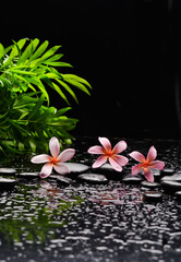 spa still life of with three pink frangipani 
and zen black stones ,and green palm wet background
