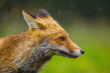 Portrait of beautiful fox. Red fox, Vulpes vulpes, in fresh spring rain. Fox with soaked fur. Orange fur coat animal isolated on green background. European wildlife scene with clever beast.