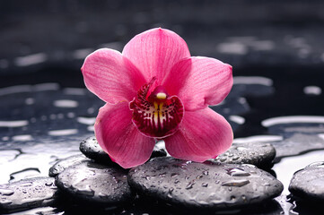 Zen lifestyle; pile of zen wet Stones and macro of orchid flowers on black background.

