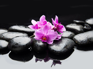 Zen lifestyle ;pile of zen Stones and closeup pink orchid flowers on black background.