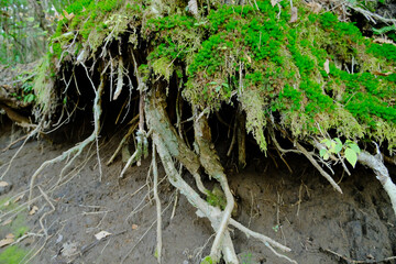 木の足が丸見え