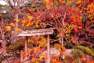 田川郡川崎の紅葉