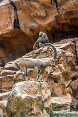 A Nubian ibex (Capra nubiana) stands on the rock. It is a desert-dwelling goat species found in mountainous areas of northern and northeast Africa, and the Middle East.
A Hamadryas baboon is behind it