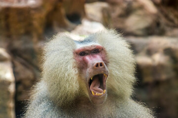 A Hamadryas baboon (Papio hamadryas) is opening the mouth.  
It is a species of baboon from the Old World monkey family. It appears in various roles in ancient Egyptian religion.