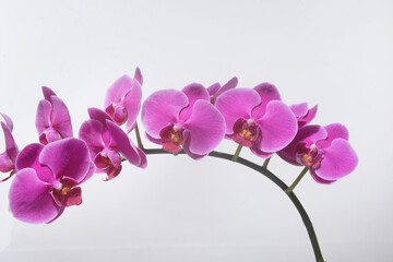 Pink orchid flower branch bloom included clipping path islolated  on white