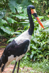 The saddle-billed stork  (Ephippiorhynchus senegalensis) is a large wading bird in the stork family, Ciconiidae. It is a widespread species which is a resident breeder in sub-Saharan Africa