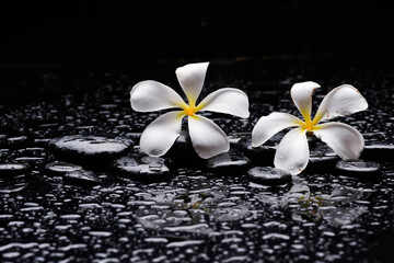spa still life of with white frangipani 
and zen black stones , wet on background

