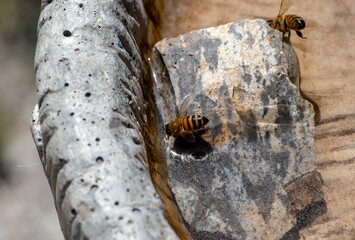 The backyard bird bath became the favorite water spot for a colony of western honey bees in Missouri. Bokeh effect.
