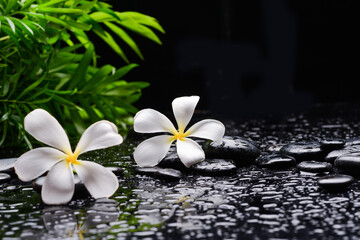 spa still life of with frangipani 
and zen black stones ,and green palm wet background
