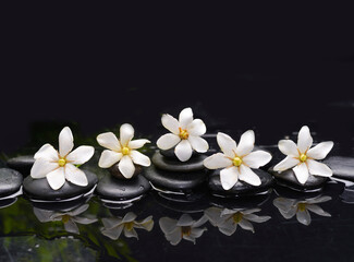 Row of gardenia and zen black stones ,wet background,reflection 
