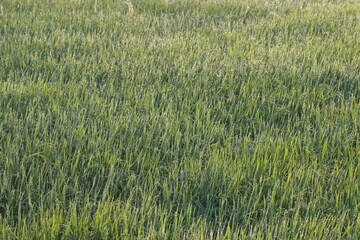 Close up the beautiful view in the rice field