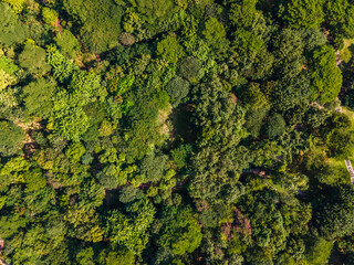 Bird's eye view of the woods