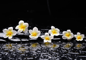 Fototapeta na wymiar pa still life of with white frangipani and zen black stones , wet on background 