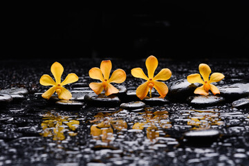 still life of with three 
yellow frangipani and ,candle zen black stones ,wet background
