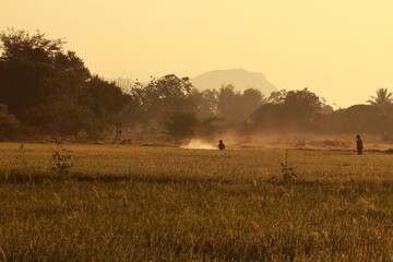 The Farmer spraying fertilizer in the rice field