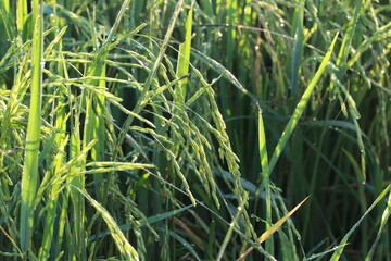 Close up the beautiful view in the rice field