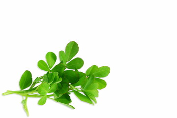 indian region cuisine herb fresh fenugreek leaves harvest from garden in white background