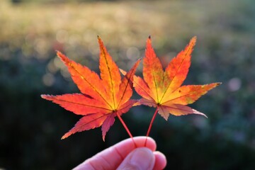 もみじ　紅葉　秋　