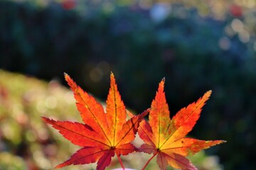 もみじ　紅葉　秋　