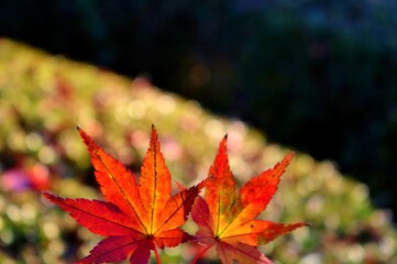 もみじ　紅葉　秋　