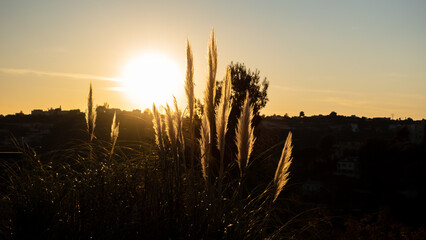 coucher de soleil sur roseaux 