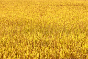Close up the beautiful view in the rice field