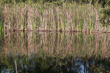 Obraz premium The Beautiful view and reflection in the water