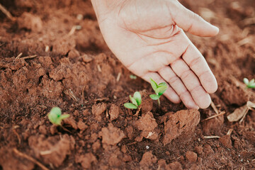 latin american farmer showing seeded coffee seedling in the sunlight. Young hand