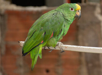 Animales y naturaleza en Cogua