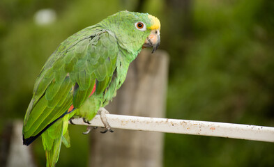 Animales y naturaleza en Cogua