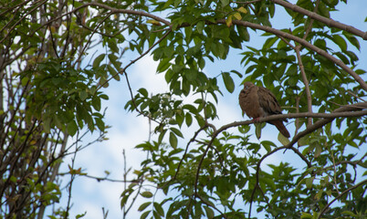 Animales y naturaleza en Cogua