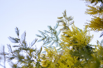 Baum Strauch mit gelben Blüten