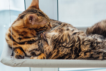 Two cute bengal kittens gold and chorocoal color laying on the cat's window bed and relaxing.