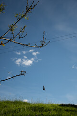 Animales y naturaleza en Cogua