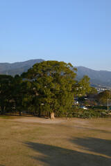 公園の木