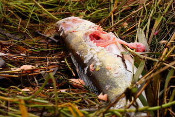 Dead fish eaten by vermin and lying on the side.