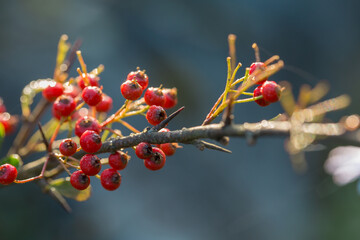 red berries on a branch