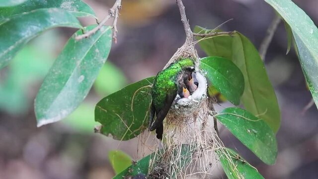 Hummingbird feeding young birds in the nest