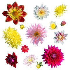 Collection of Dahlia flowers on white backgrou