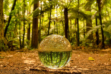 A little bit of lens ball refraction magic in the Rotorua Redwoods Forest with the ball sitting on...